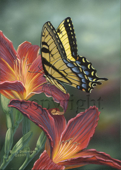 Tiger Swallowtail on Day Lily - Canvas Giclee picture