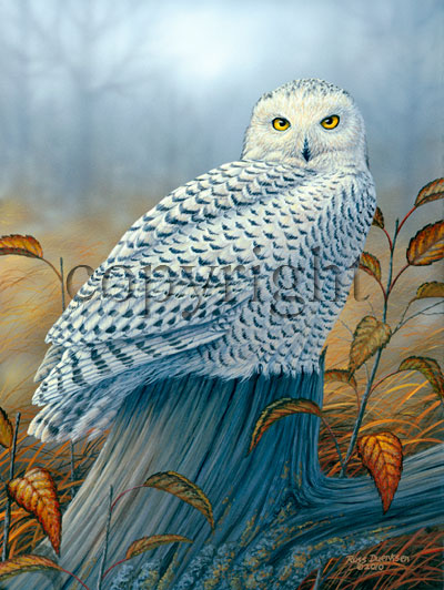 "Birds of Prey - Snowy Owl" - Giclee Canvas