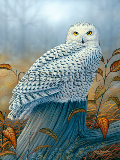 "Birds of Prey - Snowy Owl" - Giclee Canvas picture