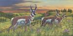"Dakota Pronghorns"  - Giclee Canvas