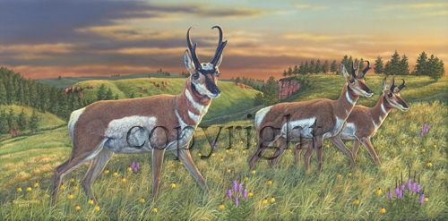 "Dakota Pronghorns"  - Giclee Canvas picture