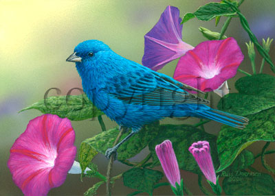 Indigo Bunting- Giclee Canvas picture
