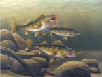 "Predator Or Prey" - Walleyes  - Giclee Canvas