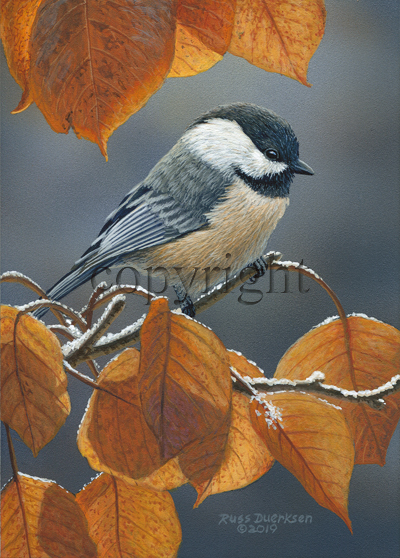 Black-capped Chickadee - Giclee Canvas