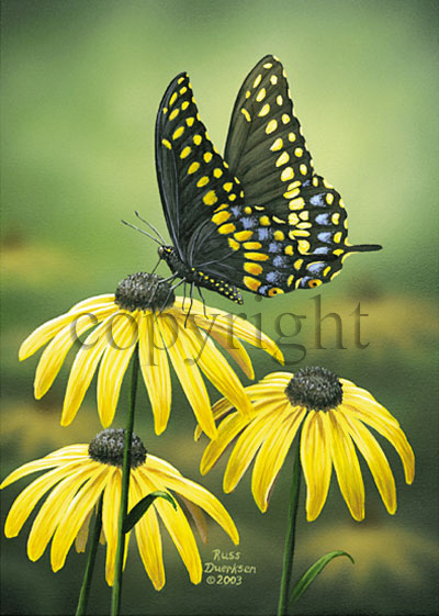 Black Swallowtail - Canvas Giclee picture