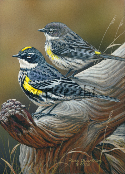 Yellow-rumped Warbler - Giclee Canvas picture