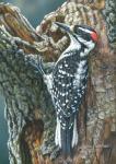 Hairy Woodpecker - Giclee Canvas