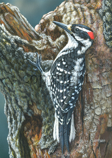 Hairy Woodpecker - Giclee Canvas picture