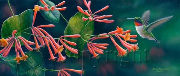 "Honeysuckle Hummer" - Giclee Canvas picture