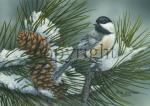 Pine Tree Chickadee- Giclee Canvas