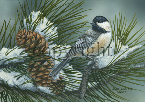 Pine Tree Chickadee- Giclee Canvas