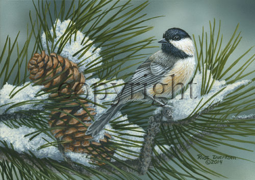 Pine Tree Chickadee- Giclee Canvas picture