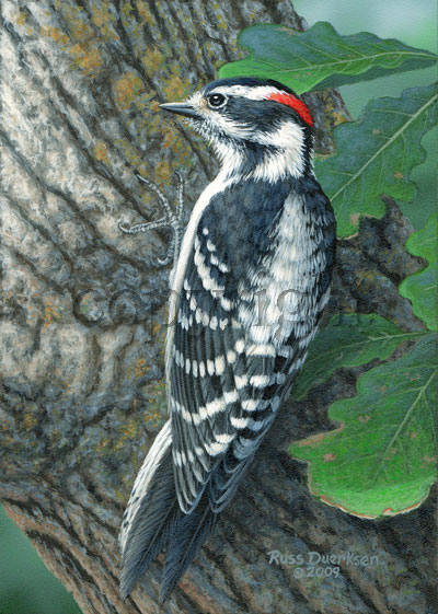 Downy Woodpecker on Oak- Giclee Canvas picture