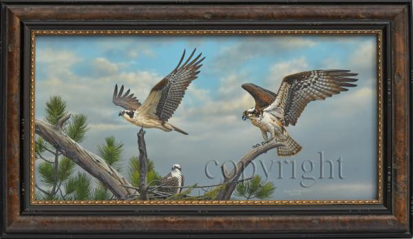 "Osprey Family" - original acrylic painting picture