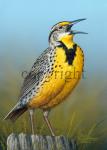 Meadowlark - Giclee Canvas