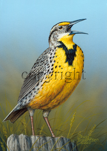 Meadowlark - Giclee Canvas