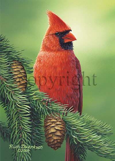 Cardinal - Giclee Canvas picture