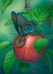 Red-spotted Purple Butterfly - Canvas Giclee