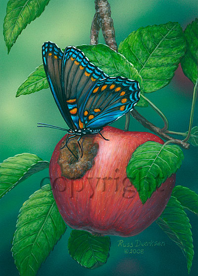 Red-spotted Purple Butterfly - Canvas Giclee picture