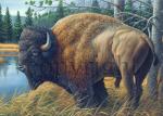 Buffalo - Giclee Canvas
