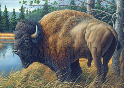 Buffalo - Giclee Canvas picture