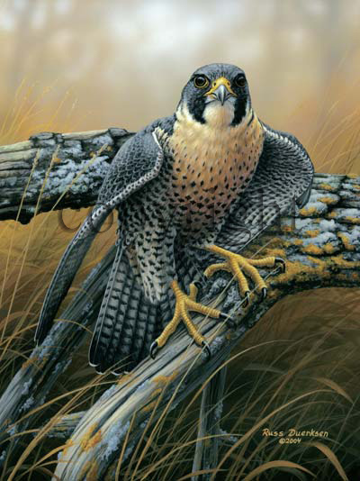 "Birds of Prey - Peregrine Falcon"  - Giclee Canvas