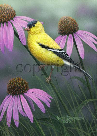 Goldfinch on Purple Coneflower- Giclee Canvas picture