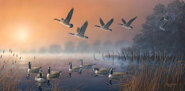 "Canadian Mist"  - Giclee Canvas picture