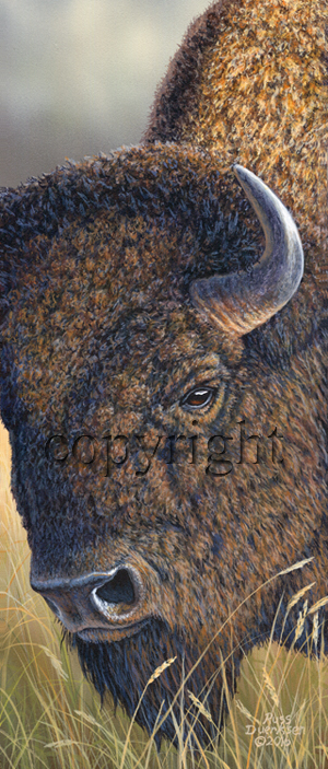 "Up Close - Bison" - Giclee Canvas