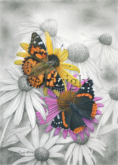 "Painted Lady - Red Admiral" - Giclee Canvas picture