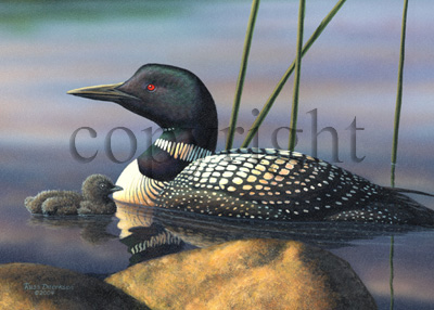 Loon & Baby - Giclee Canvas picture