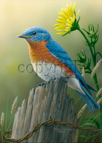 Eastern Bluebird- Giclee Canvas picture