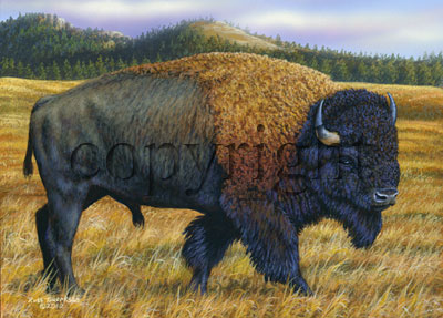 American Bison - Giclee Canvas picture