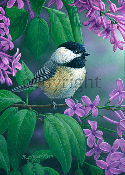 Chickadee on Lilac - Giclee Canvas picture