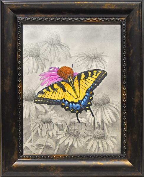 "Tiger Swallowtail" - mixed media including acrylic and pencil picture