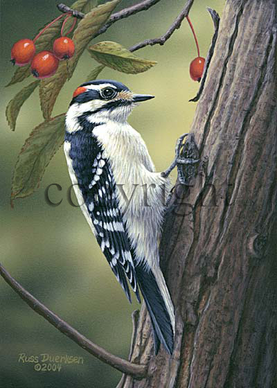 Downy Woodpecker - Giclee Canvas picture
