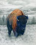 Bison - Giclee Canvas