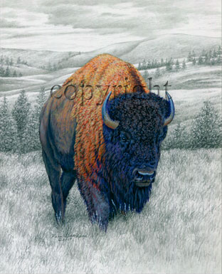 Bison - Giclee Canvas