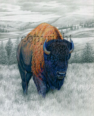 Bison - Giclee Canvas picture