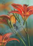 Variable Darner - Giclee Canvas