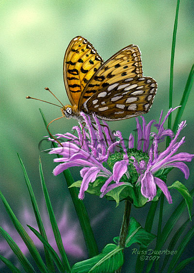 Edward’s Fritillary - Canvas Giclee