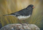 Junco- Giclee Canvas