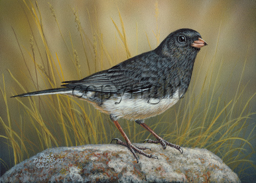 Junco- Giclee Canvas picture