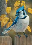 Blue Jay- Giclee Canvas