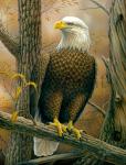"Birds of Prey - Bald Eagle"  - Giclee Canvas