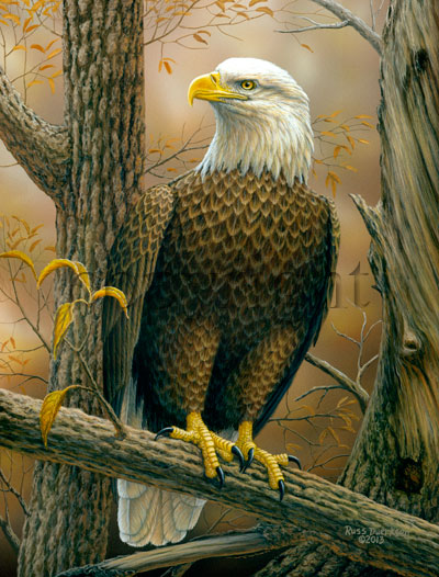 "Birds of Prey - Bald Eagle"  - Giclee Canvas picture