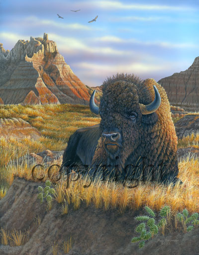 "Badlands Bison"  - Giclee Canvas picture