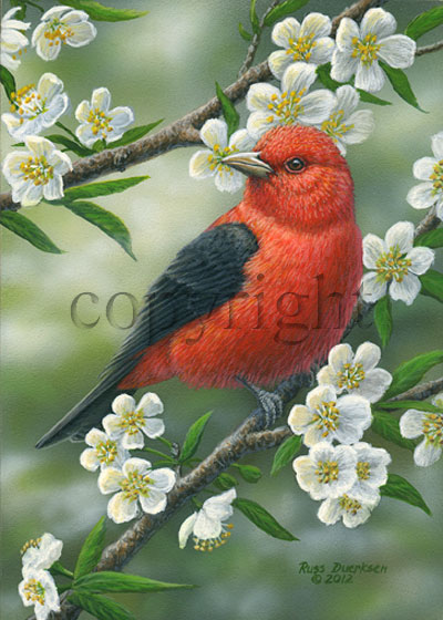 Scarlet Tanager- Giclee Canvas