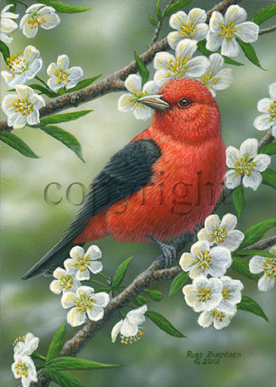 Scarlet Tanager- Giclee Canvas picture