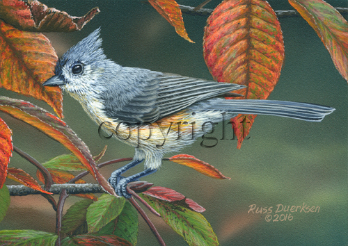 Titmouse - Giclee Canvas picture